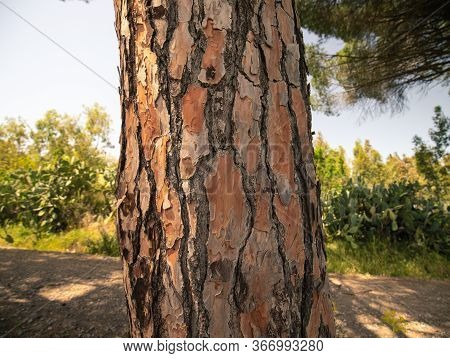 Bottom View Of A Huge Centuries-old Maritime Pine