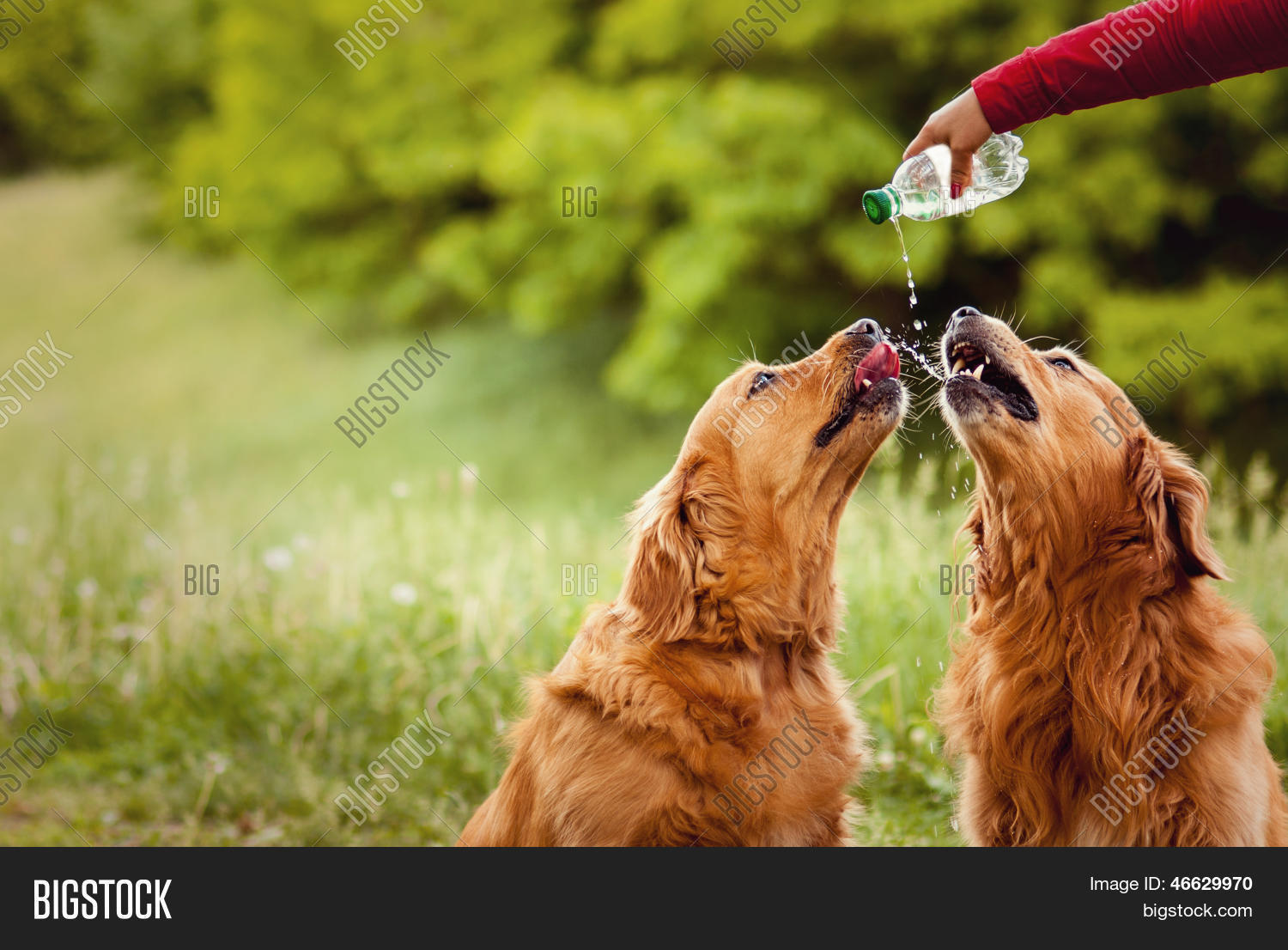 Two Dogs Drink Water Image & Photo (Free Trial) Bigstock