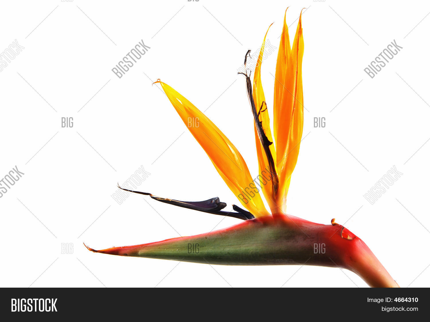 Image Preview