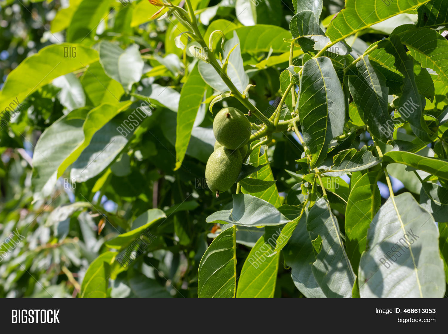 Young Walnuts On Tree Image & Photo (Free Trial) Bigstock