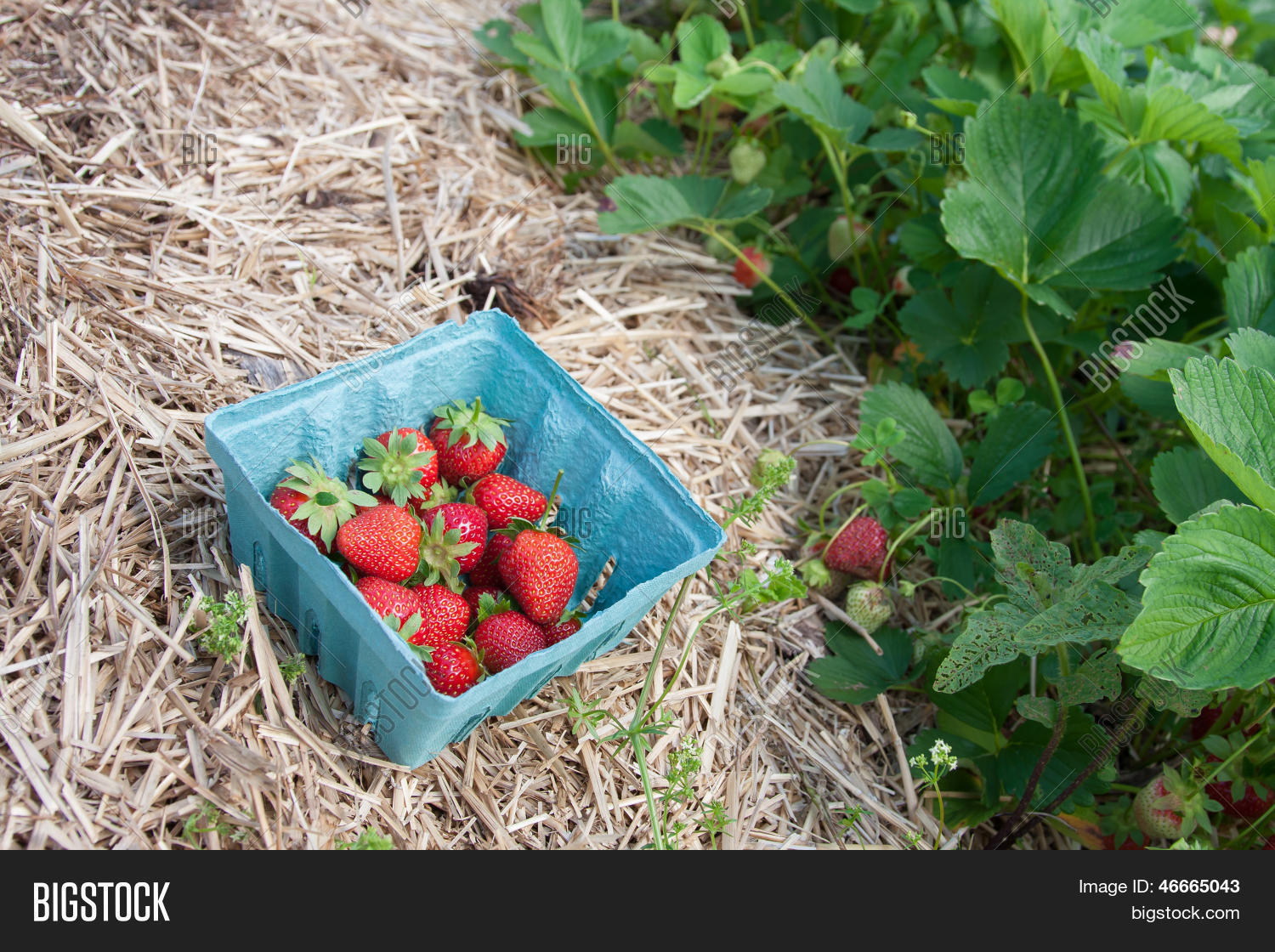 Image Preview