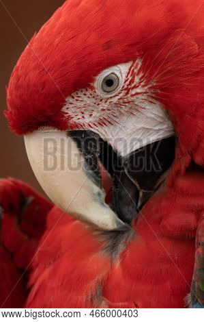 Scarlet Macaws, Ara Macao, Bird Sitting On The Branch. Macaw Parrots In Costa Rica. Love Scene From 