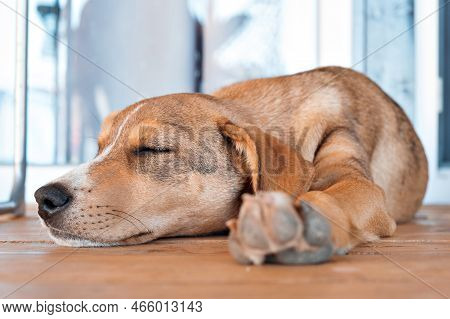 The Puppy Is Tired And Falls Asleep. Animal Shelter, Dog Food. Sweet Dream In The Booth. Looking For