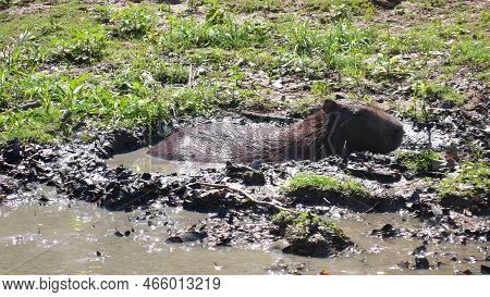 Capibara Bolivia Taking A Bath In Dirt Water