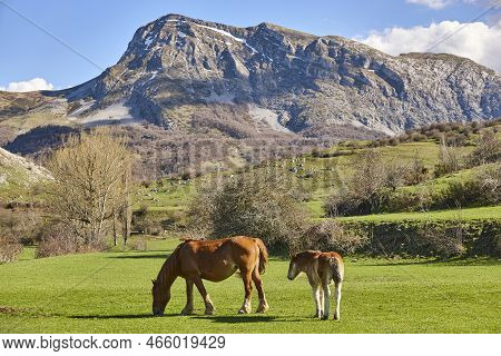 Horses In A Green Valley. Castilla Y Leon Landscape. Spain
