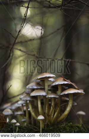Mushrooms Common Sulfur Head, Hypholoma Fasciculare In An Autumn Forest