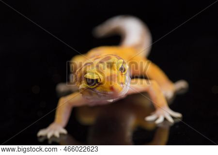 Leopard Gecko, Eublepharis Macularius, Tremper Albino Isolated On Black Background