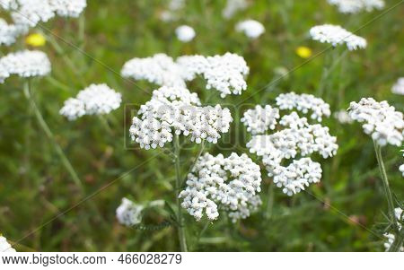 White Flowers Of Asteraceae Achillea Distans In The Garden. Summer And Spring Time