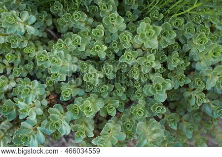 Green Plant Of \'john Creech\' Stonecrop, Sedum Spurium Summer Glory Green Roof Plants In The Garden