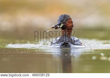 Little Grebe (tachybaptus Ruficollis) Swimming In Water Catching Fish. This Waterfowl Bird Is Member