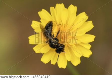 Natural Closeup On A Small Dark Shaggy Solitary Bee, Panurgus Banksianus , Sitting On A Yellow Flowe
