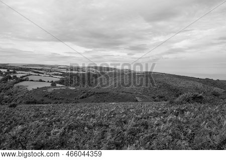Horner Woods In Somerset