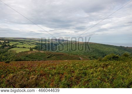 Horner Woods In Somerset