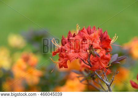 Early Azalea (rhododendron Prinophyllum) Flowers