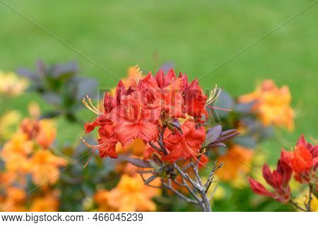 Early Azalea (rhododendron Prinophyllum) Flowers