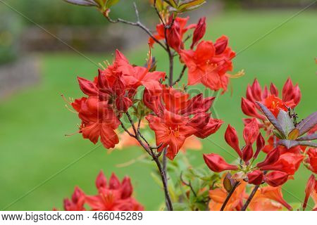 Early Azalea (rhododendron Prinophyllum) Flowers