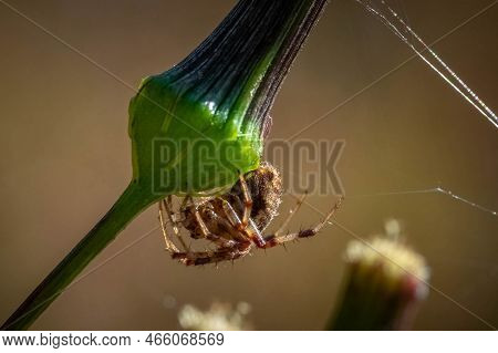 An Arabesque Orbweaver (neoscona Arabesca) Hangs Out In The Weeds At The Edge Of Its Web. Raleigh, N