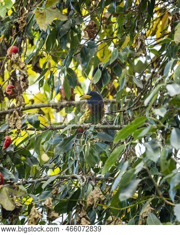 Great Barbet Or Megalaima Virens Bird Blend In Environment Or Camouflaged In Natural Green Backgroun