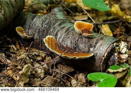 Gloeophyllum Sepiarium Mushroom On The Tree Into The Forest. Rusty Gilled Polypore