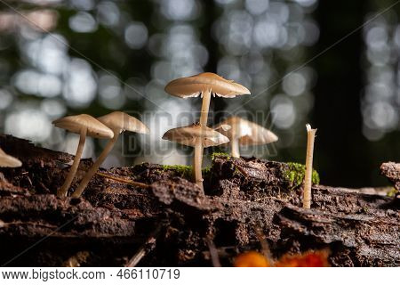 Group Of Mushrooms Of The Species Baeospora Myosura