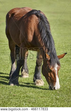 Horse In A Green Valley. Castilla Y Leon Landscape. Spain