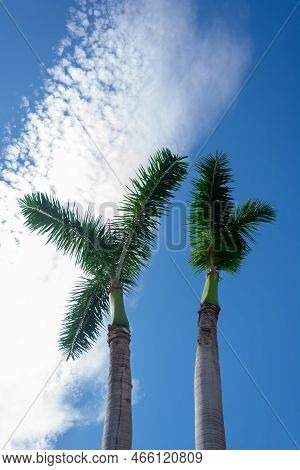 Palm Trees In A Garden In Almunecar In The Province Of Granada, Andalusia, Spain. Europe. September 