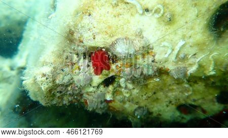 Red Sea Squirt Or Sea Peach (halocynthia Papillosa) Undersea, Aegean Sea, Greece, Thasos Island