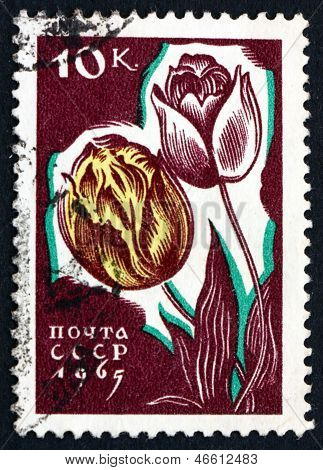 Postage Stamp Russia 1965 Tulips, Perennial Bulbous Plant