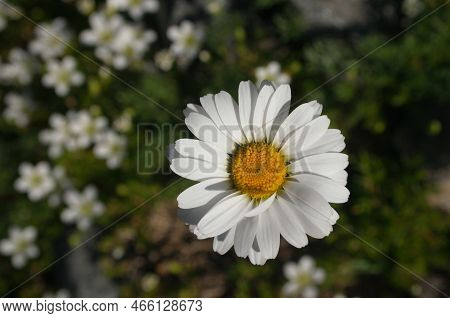 Chamomile Flower Close-up, Single Flower Fullframe Macro View, Selective Focus.