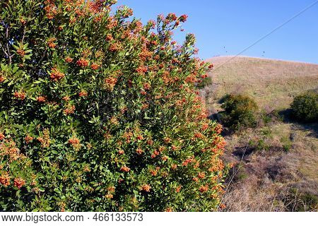 Toyon Plant With Berries On Arid Grasslands Taken At A Chaparral Woodland In The Rural Whittier Hill