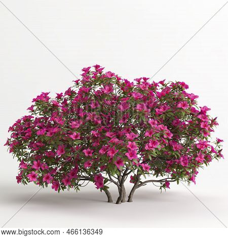 3d Illustration Of Rhododendron Pulchrum Isolated On Black Background