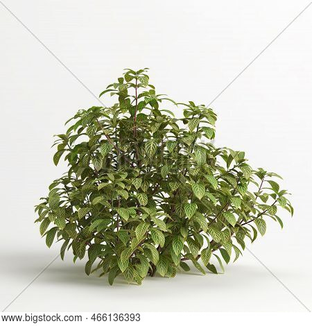 3d Illustration Sanchezia Nobilis Of Isolated On White Background