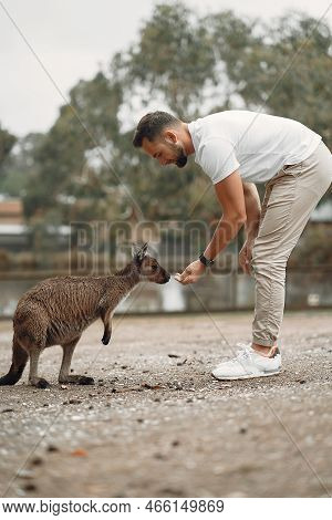 Man In The Reserve Is Playing With A Kangaroo