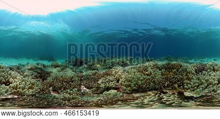 Tropical Colourful Underwater Seas. Coral Garden With Underwater Vibrant Fish. Underwater Tropical C