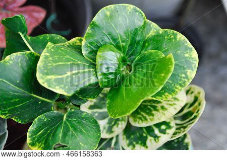 Croton Apple Leaf, Croton Yellow Apple Leaf Or Codiaeum Variegatium Blume Or Croton Or  Variegated L