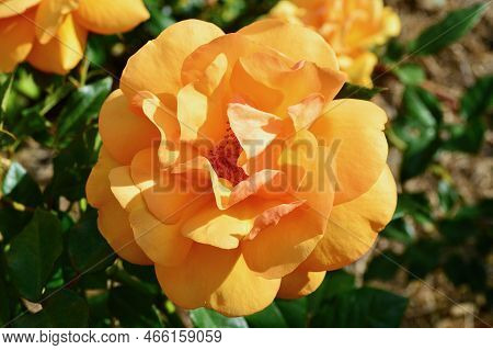 A Gold Rose In A Sunny Garden. Golden Beauty Is A Yellow Floribunda Rose By Kordes, 1994.