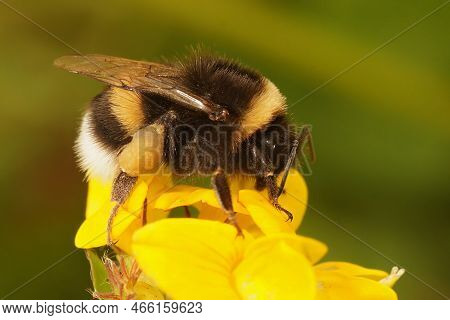 Closeup On A Queen Buff-tailed Or Large Earth Bumblebee, Bombus Terrestris On A Yellow Flower