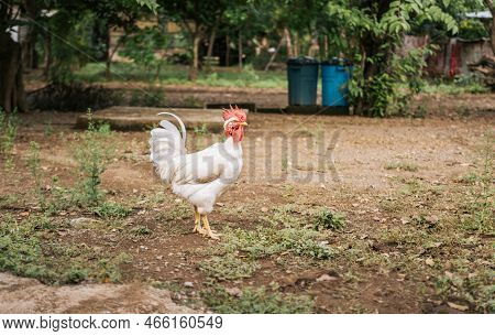 Beautiful Purebred White Choyin Rooster In A Yard, A Beautiful White Stripped Neck Rooster In The Ya
