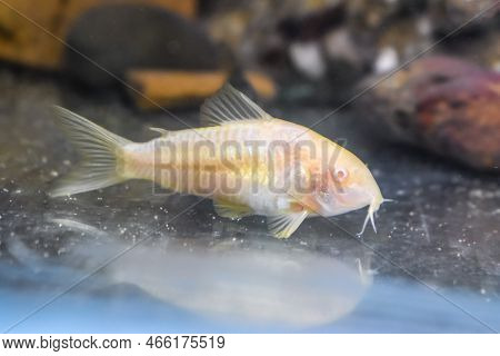 Albino Aeneus Cory Catfish In Home Aquarium Tank.