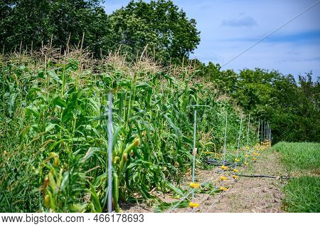 Row Of Sweet Corn Behind An Electric Fence