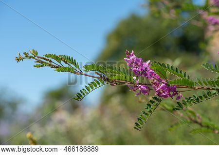 Himalayan Indigo (indigofera Himalayensis) Flowers