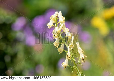 Close Up Of Northern Wolfs Bane (aconitum Lycontonum) Flowers In Bloom