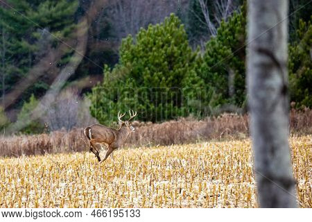 White-tailed Deer Buck (odocoileus Virginianus) Running Through A Wisconsin Cornfield, Horizontal