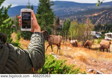 Pretty Female Taking Pictures Of The Huge Deer With Her Smartphone At The Rocky Mountain National Pa