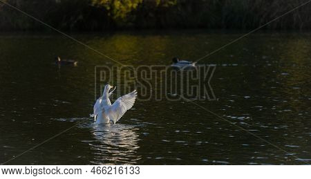 Flapping White Duck On The Lake With A Yellow Beak