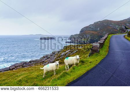 View Of Coastal Road And Sheep In The Northwest Highlands, Scotland, Uk