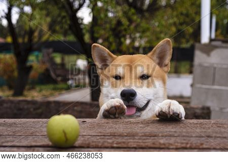 Shiba Inu Breed Dog Puppy