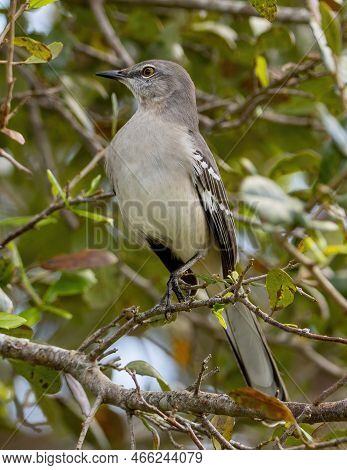 Mockingbird Perched On A Trre Branch Looking Left.