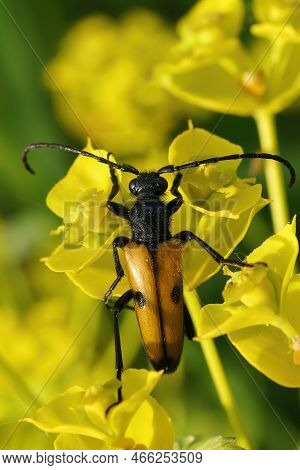 Natural Closeup On A Bulgarian Longhorn Flower Beetle, Vadonia Bisignata Sitting On Yellow Flower