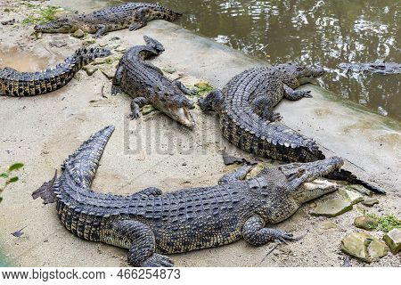 Resting Crocodiles With Opened Mouth Full Of Tooths. Crocodiles Resting At Crocodile Farm. Cultivati